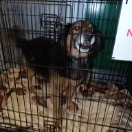  0069/26 - samiec, 12 lat