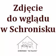  1349/25 - samica, 4 lata