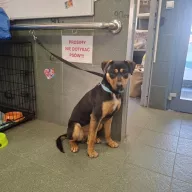  0112/26 - samiec, 1 rok