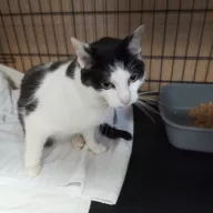 Gustaw 0609/25 - samiec, 6 lat