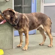  1317/25 - samiec, 6 lat