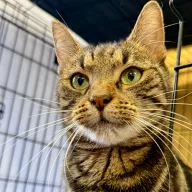 Hannah 1078/25 - samica, 3 lata