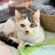 Baluś 0801/25 - samiec, 5 miesięcy