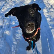 Bruno 0091/26 - samiec, 8 lat