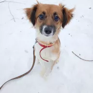 Szyszka 1360/25 - samica, 1 rok