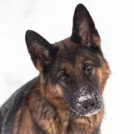 Hera 1176/25 - samica, 6 lat