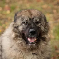 Yuna 0586/24 - samica, 3 lata