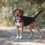 Volt 0805/24 - samiec, 5 lat