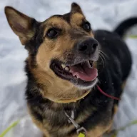 Borysek 1290/25 - samiec, 7 lat