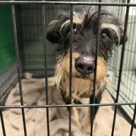  0104/26 - samiec, 5 lat