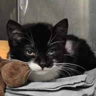 Frania 0021/26 - samica, 2 miesiące