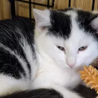 Cynamonka 0940/25 - samica, 6 miesięcy