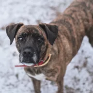 Fenris 1234/25 - samiec, 4 lata