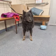  0048/26 - samiec, 7 lat