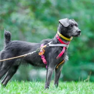 Nori 1256/25 - samica, 2 lata