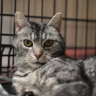 Bogart 0952/25 - samiec, 2 lata