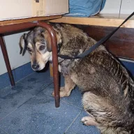  0077/26 - samica, 1 rok