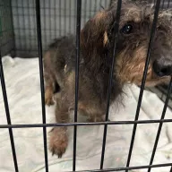  1289/25 - samiec, 6 lat