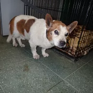  0080/26 - samiec, 14 lat