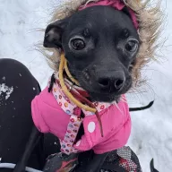 Król Julian 1294/25 - samiec, 2 lata