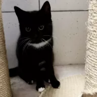 Spooky 0916/25 - samiec, 6 miesięcy