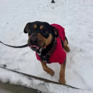 Teoś 0112/26 - samiec, 1 rok