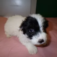  1305/25 - samica, 1 miesiąc