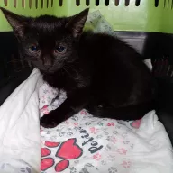  0180/25 - samiec, 1 rok