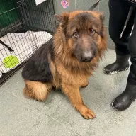  0056/26 - samiec, 1 rok