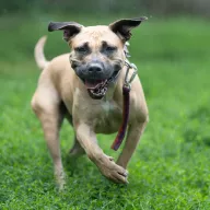 Merida 1505/24 - samica, 3 lata