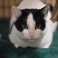 Rafaello 1069/25 - samiec, 6 lat