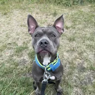 Bibi 0960/25 - samica, 2 lata