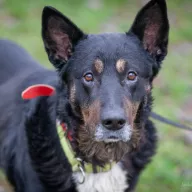 Mirmił 0852/25 - samiec, 10 lat