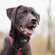 Sherlock 1647/24 - samiec, 1 rok