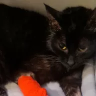 Moria 0024/26 - samica, 1 rok