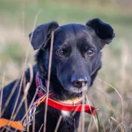 Kacperek 0451/25 - samiec, 16 lat