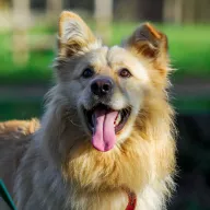 Budyń 1034/25 - samiec, 3 lata