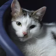 Oleandra 0207/25 - samica, 1 rok