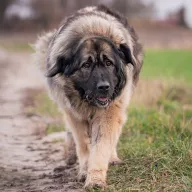 India 0329/23 - samica, 8 lat