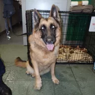 Egan 0087/26 - samiec, 8 lat