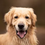 Bao 1203/25 - samiec, 4 lata