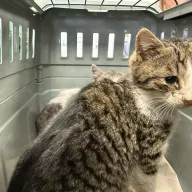  0063/26 - samiec, 1 miesiąc