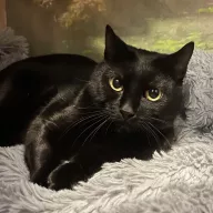 Figaro 0792/25 - samiec, 1 rok