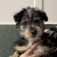 Emma 1350/25 - samica, 2 miesiące