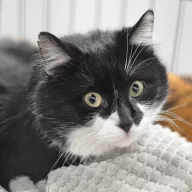 Kadir 1015/25 - samiec, 4 lata