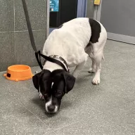  0117/26 - samiec, 4 lata