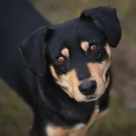 Benny 1064/25 - samiec, 4 lata