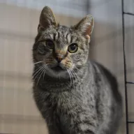 Felka 0851/25 - samica, 9 lat