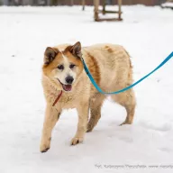 Milenka 0099/26 - samica, 8 lat