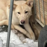 Dżerba 0068/26 - samica, 1 rok